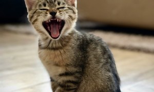 什么猫粮品牌比较好价格便宜？315认证的优质猫粮排行榜分享